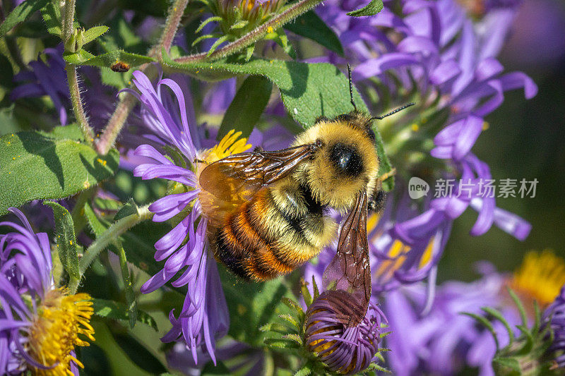 红带大黄蜂(Bombus rufocinctus)，红带大黄蜂